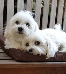 We did not find results for: 6 Astounding Maltese And Children Is It A Good Combination Ideas Maltese Puppy Maltese Dogs Maltese Puppies For Sale