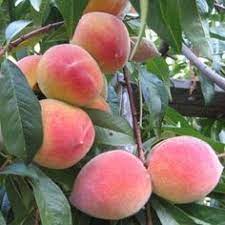 Meyers lemon or a nagami kumquat except in a pot which you can bring indoors in winter. 23 Stone Fruit Trees Drupes Ideas Fruit Trees Fruit Stone Fruit