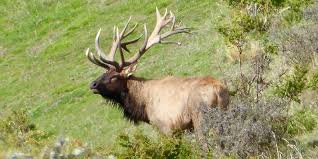 All packages can be upgraded, extended, and additional species added. Elk Hunting In New Zealand Big Game Hunting Adventures