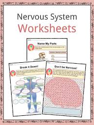 Nervous System Facts Worksheets Parts Divisions For Kids Nervous System Facts Nervous System Nervous System Anatomy