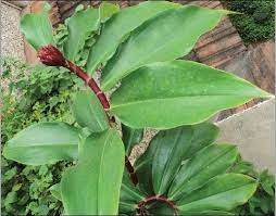 Plant Name Insulin Plant Botanical Name Costus Igneus Family Costaceae Spiral Ginger Family Actions Ayurvedic Plants Medicinal Plants Plants
