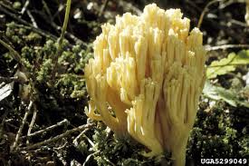 Image result for Ramaria stricta