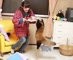 Your Dinner It Belongs To Me Now Imgur Panda Funny Animal Gifs Funny Gif
