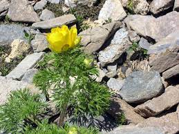 Date, 22 july 2019, 19:07:34. Adonis Distorta Ten Schede Delle Erbe Piante E Fiori Spontanei Funghi In Italia Fiori In Italia Forum Micologia E Botanica