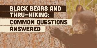 Black Bears And Thru Hiking Your Questions Answered The Trek