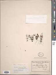 Image result for Cheilanthes quadripinnata