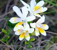 Image result for Freesia grandiflora