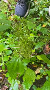 Image result for Laportea ovalifolia