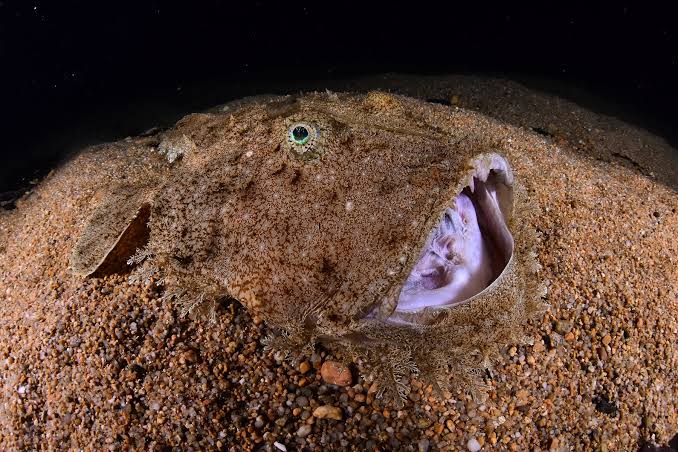 Black-bellied angler • Lophius budegassa • Fish sheet