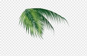 Please remember to share it with your friends if you. Coconut Leaf Coconut Leaves Palm Tree Leaves Artwork Watercolor Leaves Computer Wallpaper Grass Png Pngwing