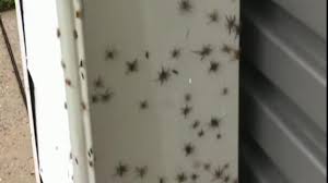 A woman in australia got quite a fright when she saw a giant spider on her home on july 23. Australia Floods Hundreds Of Spiders Crawl Into Garage Seeking Shelter From Rising Water In New South Wales World News Sky News
