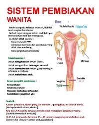 Dalam proses ini, lelaki memasukkan zakarnya ke dalam faraj wanita dan pemancutan air mani, yang mengandungi sperma. Bahagian Dalam Sistem Pembiakan Lelaki