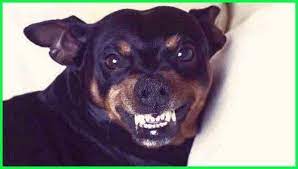 Terus terang saja, semenjak kejadian itu… pikiranku sangat kacau, disisi saya sebagai mama astari saya sangat menyesal dan sedih atas kejadian itu, tapi disisi saya sebagai seorang perempuan yang masih punya hasrat dan naluri betina yang utuh… saya tak ingin melupakan kejadian itu… bahkan. 5 Sindrom Aneh Dan Unik Yang Hanya Terjadi Pada Hewan Dunia Fauna Hewan Binatang Tumbuhan Anjing Pitbull Hewan Binatang