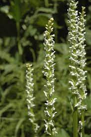 We did not find results for: June 2015 Teton Plants