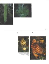 Image result for Encephalartos umbeluziensis