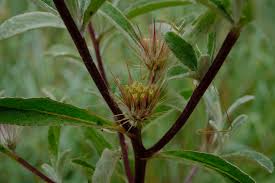 Image result for Dicoma tomentosa