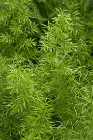 Image result for A. densiflorus Sprengeri