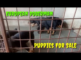 They are usually black and tan in colour, sometimes with white on the feet and the chest. European Doberman Puppies For Sale Nc 07 2021