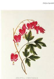 5cddb63d003fe39bef93d94ea7072301 Jpg 570 831 Botanical Art Prints Botanical Prints Bleeding Heart