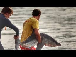 By brian amaral globe staff, updated. Baby Great White Shark Saved By Surfers Youtube