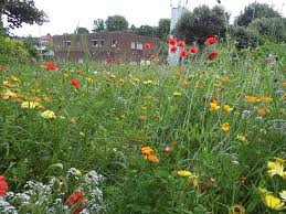 A woodland garden is a great low maintenance landscape which utilizes many native species of trees, shrubs and perennials. Converting Council Verges Into Low Maintenance Wild Flower Areas Landscape Amenity