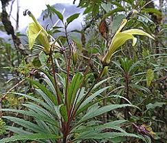 Image result for Leptoderris burundiensis