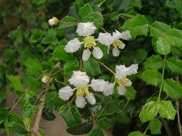 Image result for Malpighia