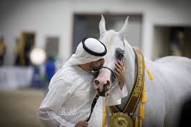 البداير و البيداء و دبي و الأريام أبطال ذهب الشارقة الـ ١٨ للجواد العربي النتائج النهائية بالصور Horses Arabian Horse Animals