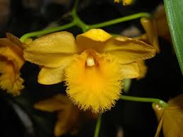 Image result for Ocimum fimbriatum