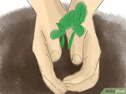 Check the list of plants you intend to grow and buy as many seeds or young plants as you need for the different components of your garden. How To Start A Vegetable Garden 15 Steps With Pictures