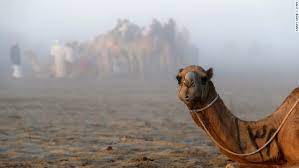 A team led by dr sabah jassim, from the zayed complex for herbal research and traditional medicine writing in the british institute of biology's magazine, the biologist, dr jassim says the small size of camel antibodies would also allow them to. We Are Yet To See The Trump Kushner Middle East Peace Plan It May Not Be A Peace Plan At All Rashmee Roshan Lall