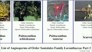 Image result for Plicosepalus sagittifolius