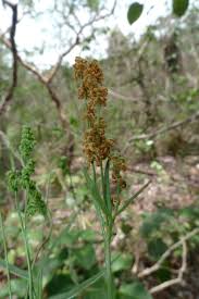 Image result for Mohria lepigera