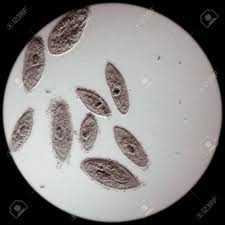 400x magnification paramecium under microscope 400x. Mikroskopie Aufnahme Tier Konjugation Von Paramecium Caudatum Vergrosserung 100x Lizenzfreie Fotos Bilder Und Stock Fotografie Image 16195330