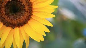 Can Dogs Eat Sunflower Oil