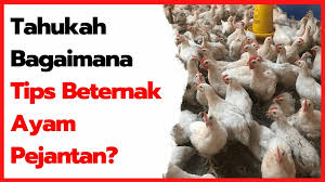 Check spelling or type a new query. Tips Lengkap Untuk Mendapatkan Masa Panen Ayam Pejantan Yang Singkat