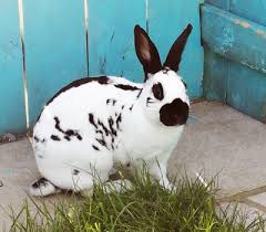 Search within the thousand guinea pig breeds available on gumtree: Assisi Animal Sanctuary Help For The Helpless