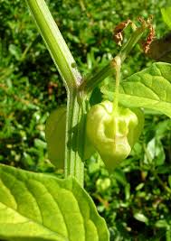 Image result for Physalis angulata