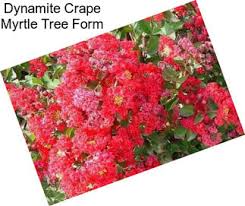 .'ebony & ivory', and 'ebony glow': Trees Crape Myrtle Trees For Sale In Riverside Agriseek Com