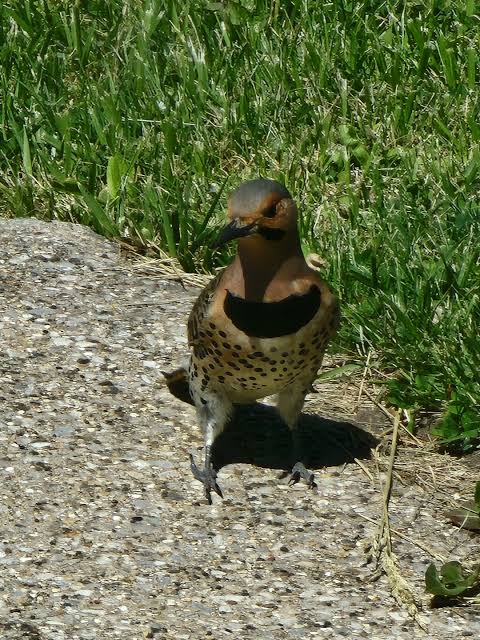 Which pecker am I? : r/birding