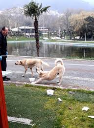 Bursa Da Can Dostlar Unutulmadi Bursada Bugun Bursa Bursa Haber Bursa Haberi Bursa Haberleri Bursa