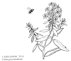 Printable adult mandala coloring pages. Mustard Plant Drawing Google Search Mustard Plant Plant Drawing Mustard Plant Drawing