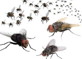 Venus pest is the best pest control companies in the areas of college station & dallas, tx. Flies Treatment Dallas Tx Bed Bug Exterminator Dallas