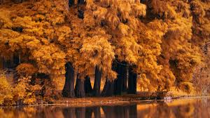 Wallpapercave is an online community of desktop wallpapers enthusiasts. 4k Fall Wallpapers For Desktop Ipad Iphone