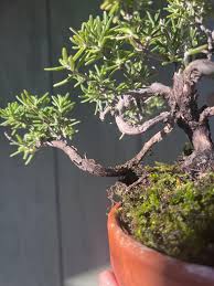 Image result for rosemary bonsai
