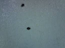 small insects in kitchen cupboards