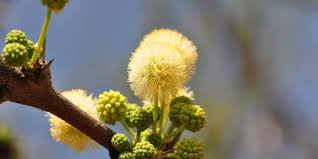 Image result for Acacia robusta