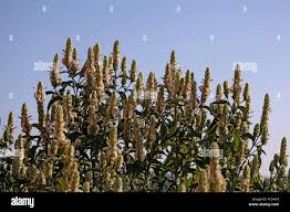 Image result for Euphorbia schimperiana