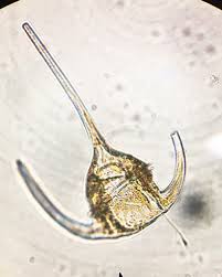 The wall consists of four precingular and four apical plates in the epicone and of five postcingular and two antapical plates in the hypocone. Ceratium Marine Phytoplankton Of The Grand Strand Region Of Sc Inaturalist