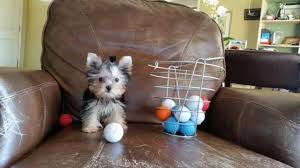 Browse photos and descriptions of 1000 of california yorkshire terrier puppies of many breeds available right now! Micro Teacup Yorkie Puppies For Sale In Santa Clarita California Classified Americanlisted Com